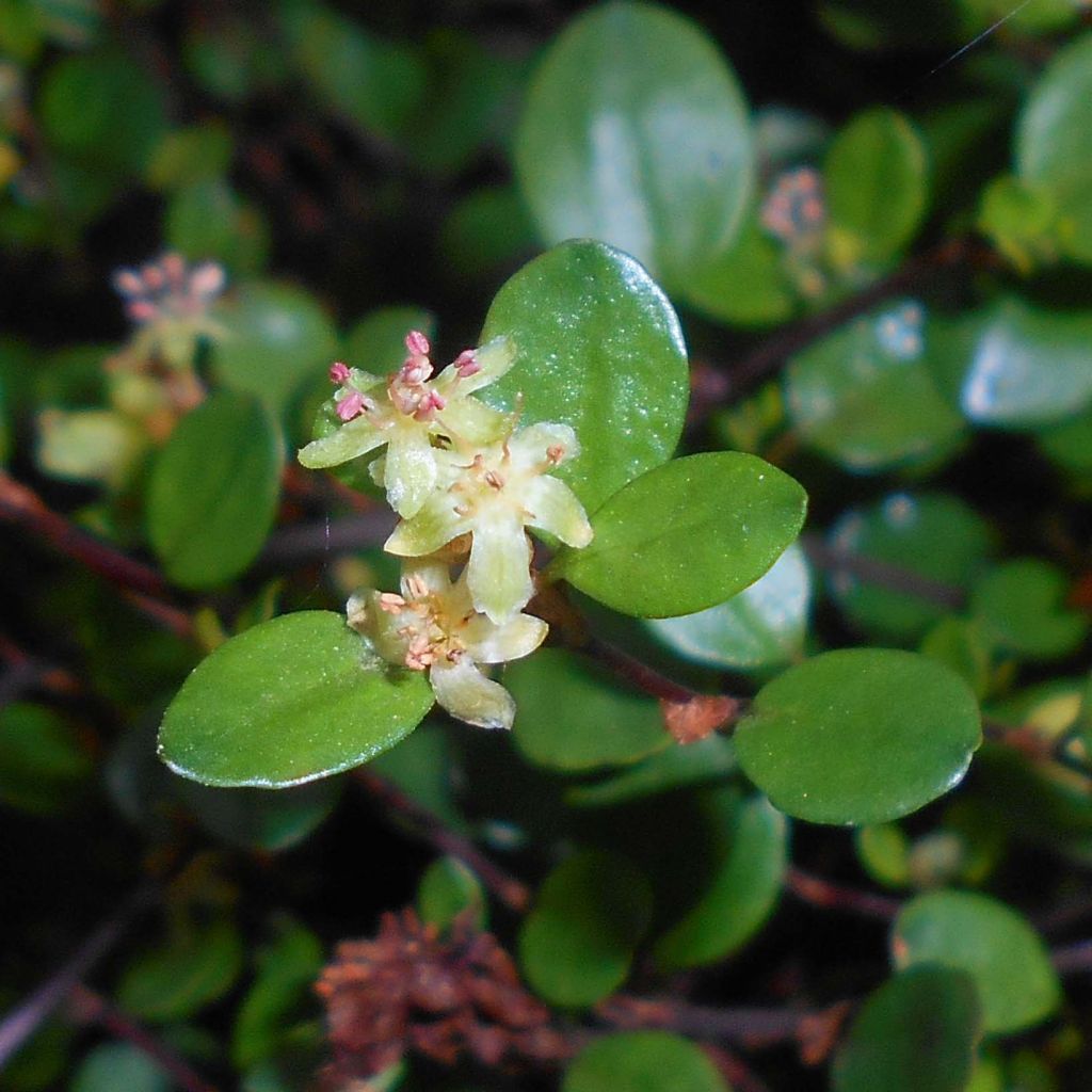 Muehlenbeckia axillaris