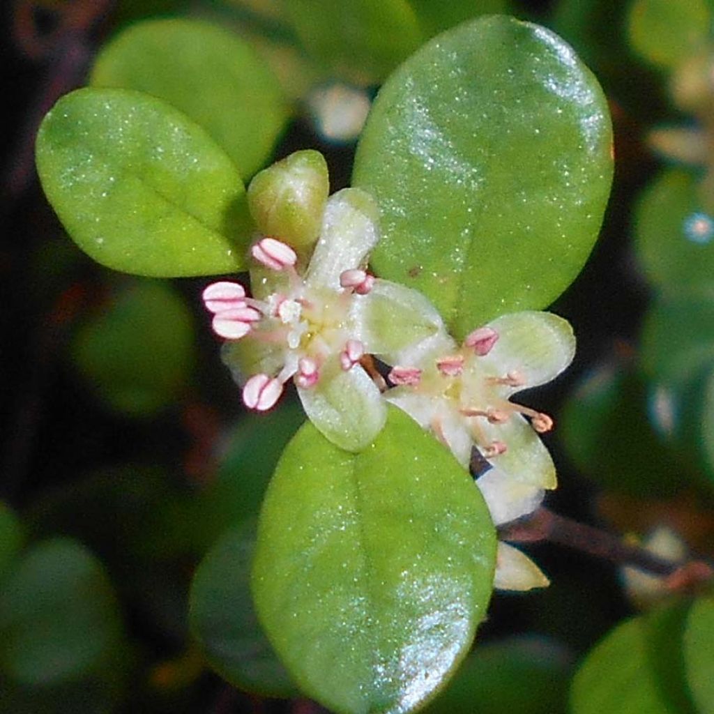 Muehlenbeckia axillaris