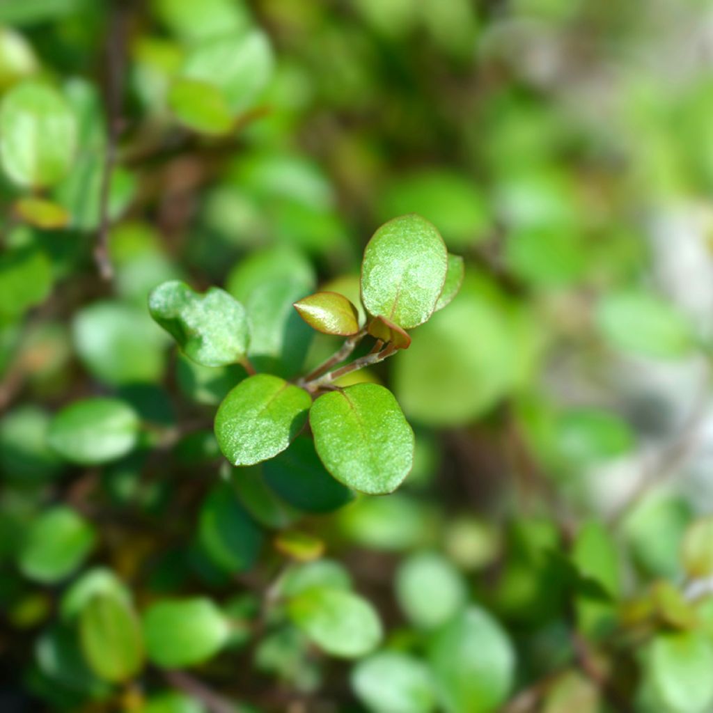 Muehlenbeckia complexa Golden Girl