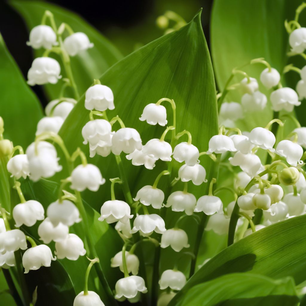 Convallaria majalis - Mughetto