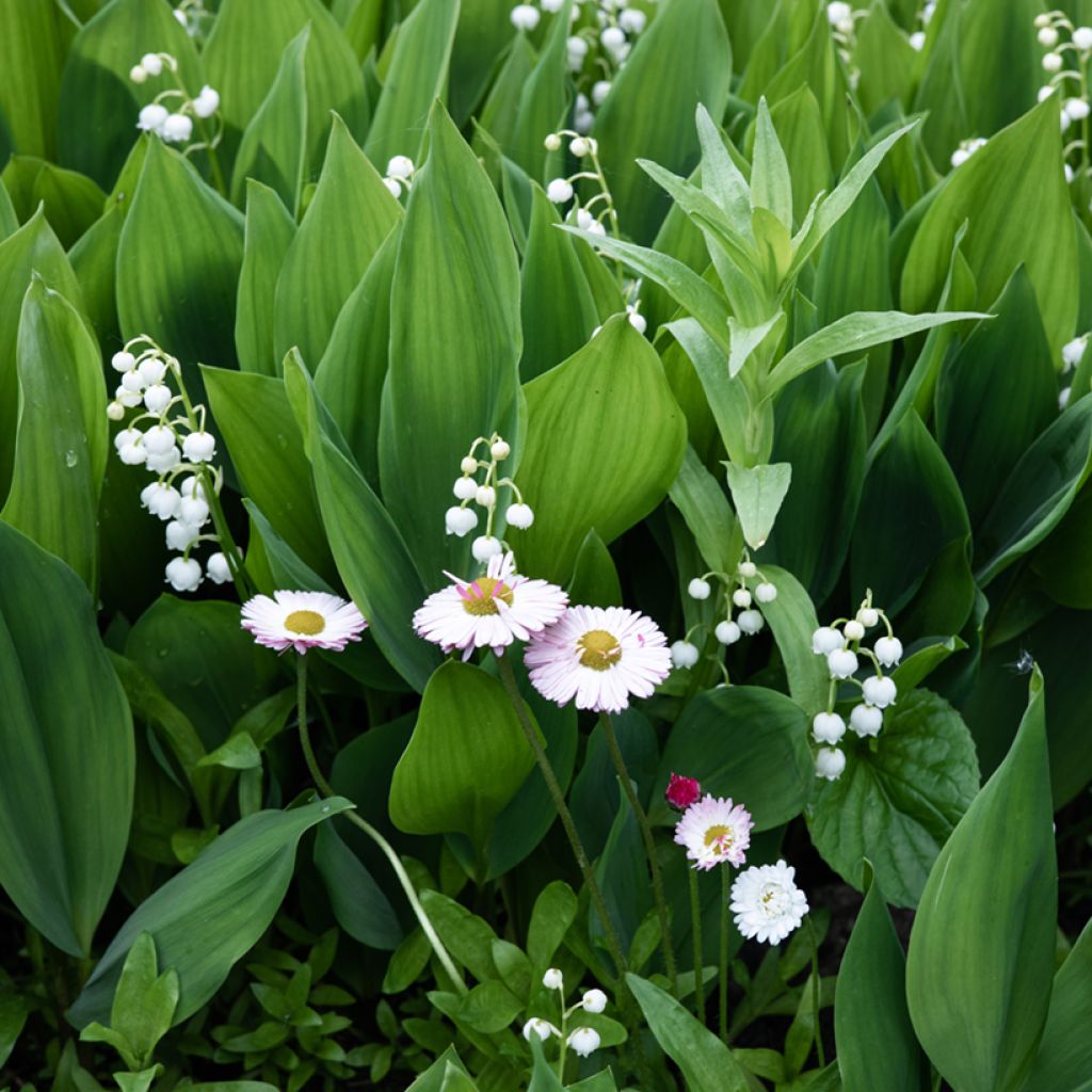 Convallaria majalis - Mughetto