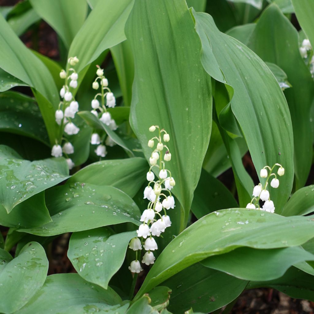 Convallaria majalis - Mughetto