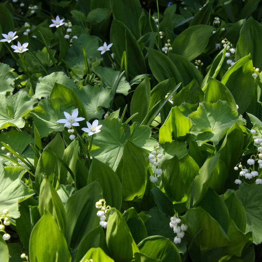 Convallaria majalis - Mughetto