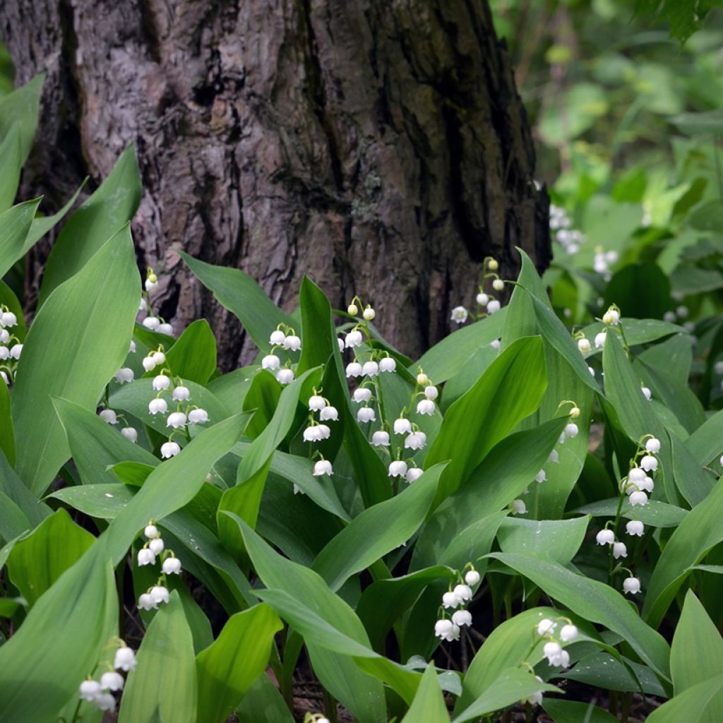 Convallaria majalis - Mughetto