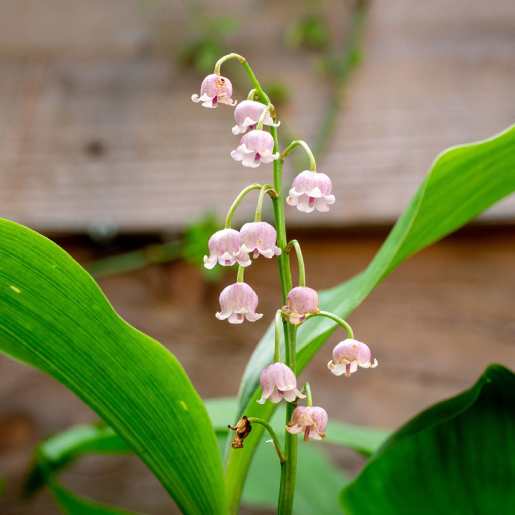 Convallaria majalis Rosea - Mughetto