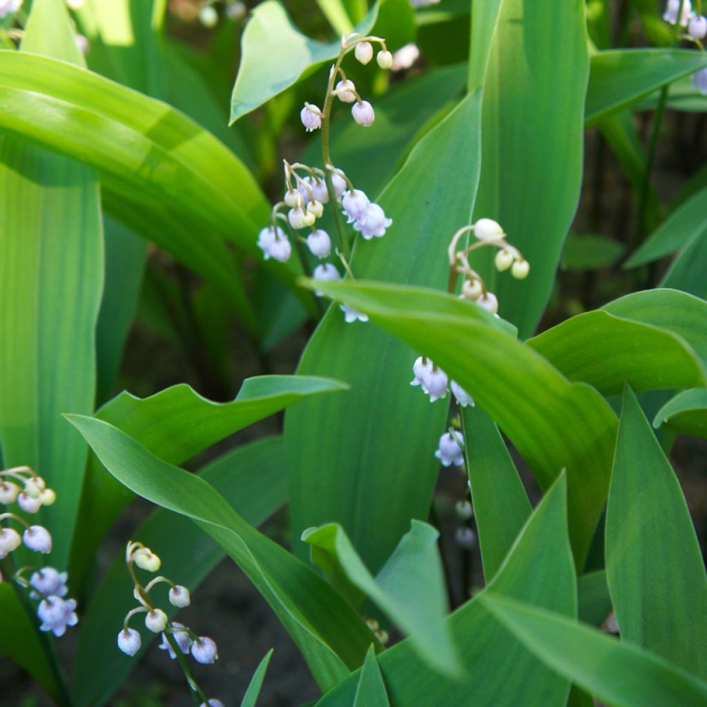 Convallaria majalis Rosea - Mughetto