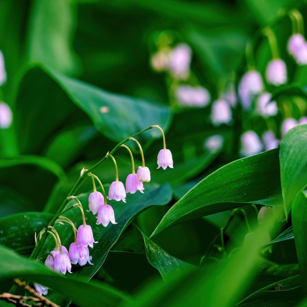 Convallaria majalis Rosea - Mughetto