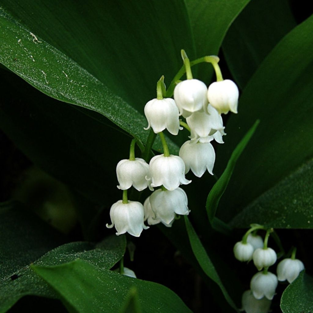 Muguet Blanc - Convallaria majalis