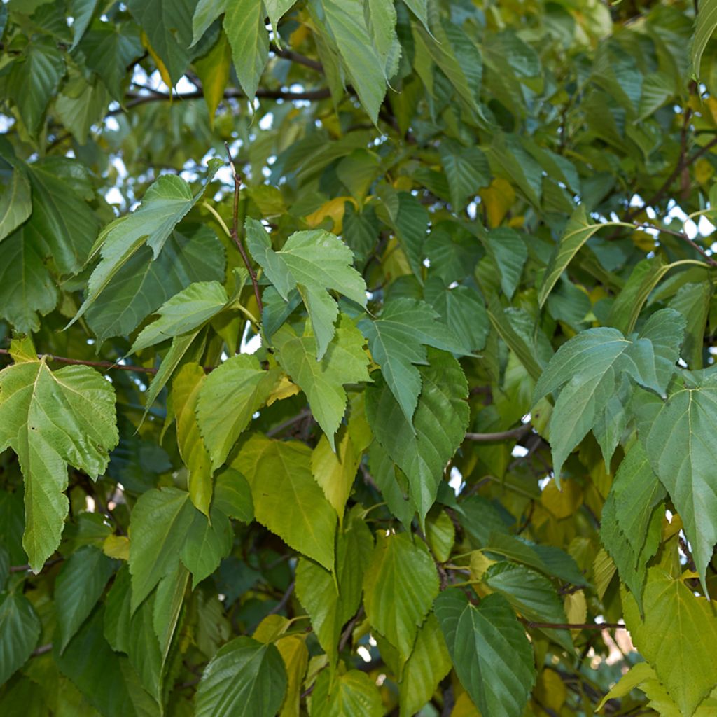 Mûrier blanc King's White - Morus alba var. Laevigata, Morus macroura