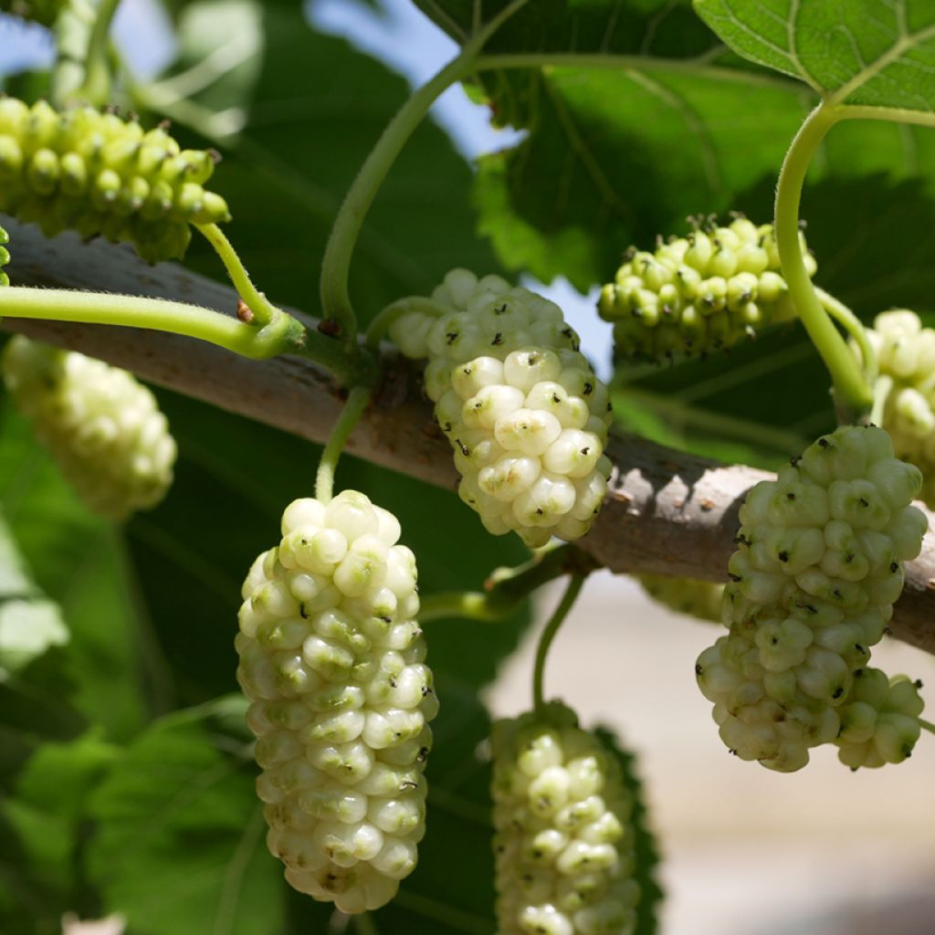 Mûrier blanc King's White - Morus alba var. Laevigata, Morus macroura