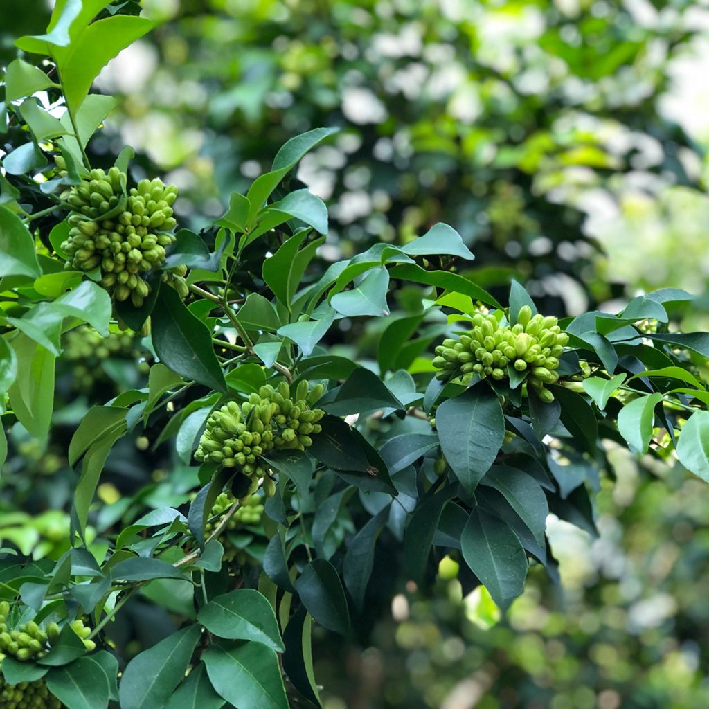 Murraya paniculata