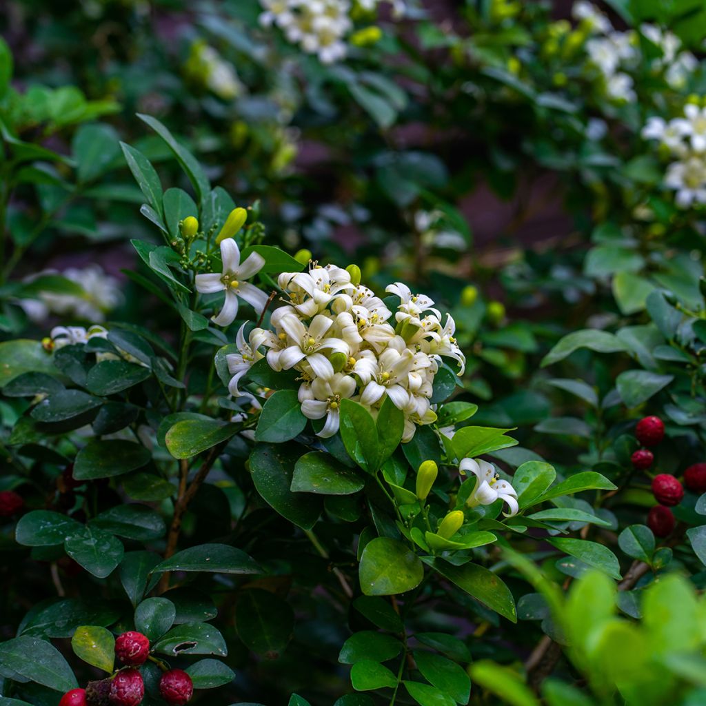 Murraya paniculata