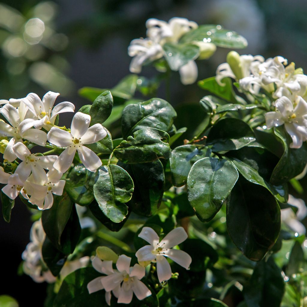 Murraya paniculata