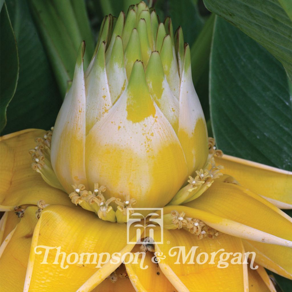 Musella lasiocarpa (semi) - Banano a fiore giallo