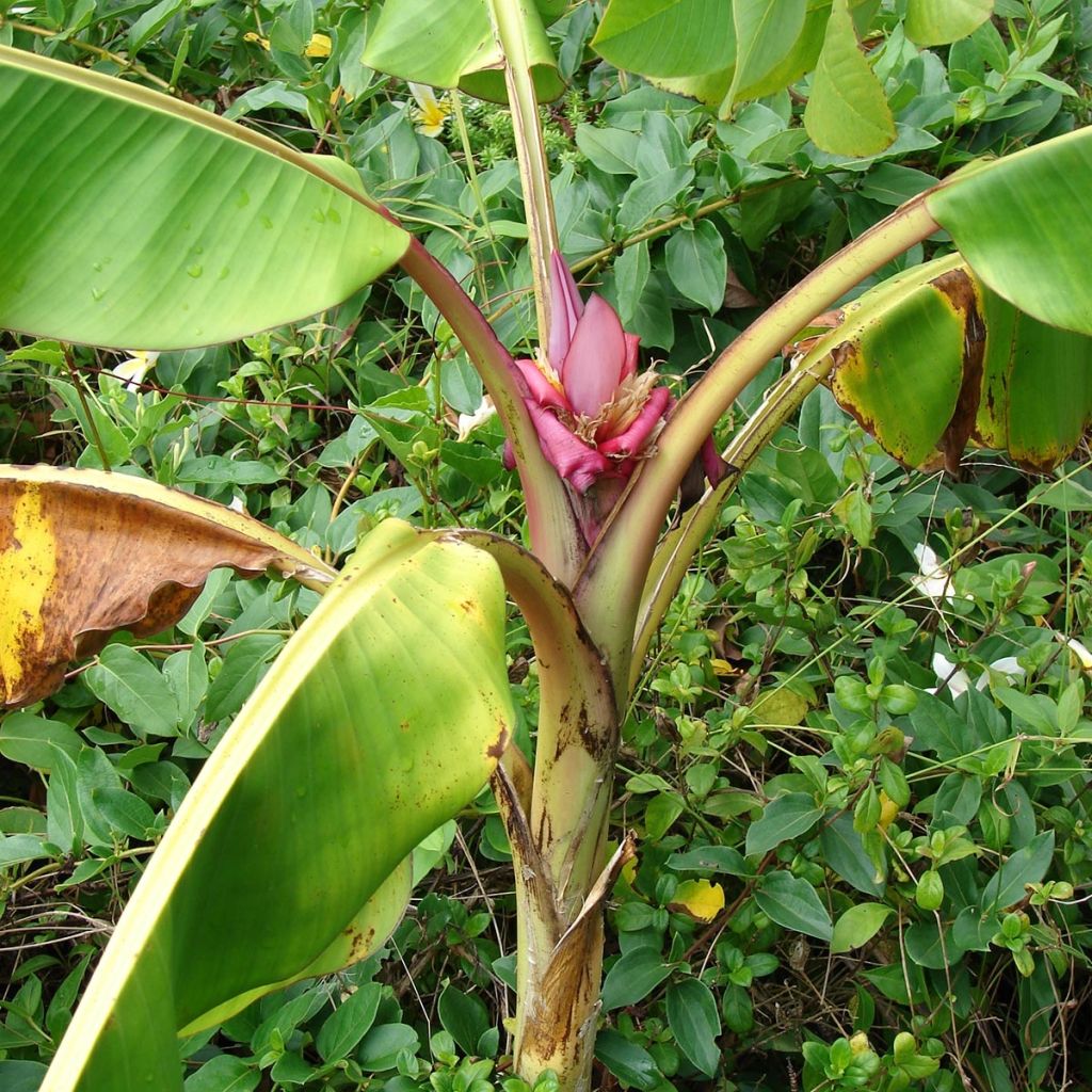 Musa velutina - Banano rosa