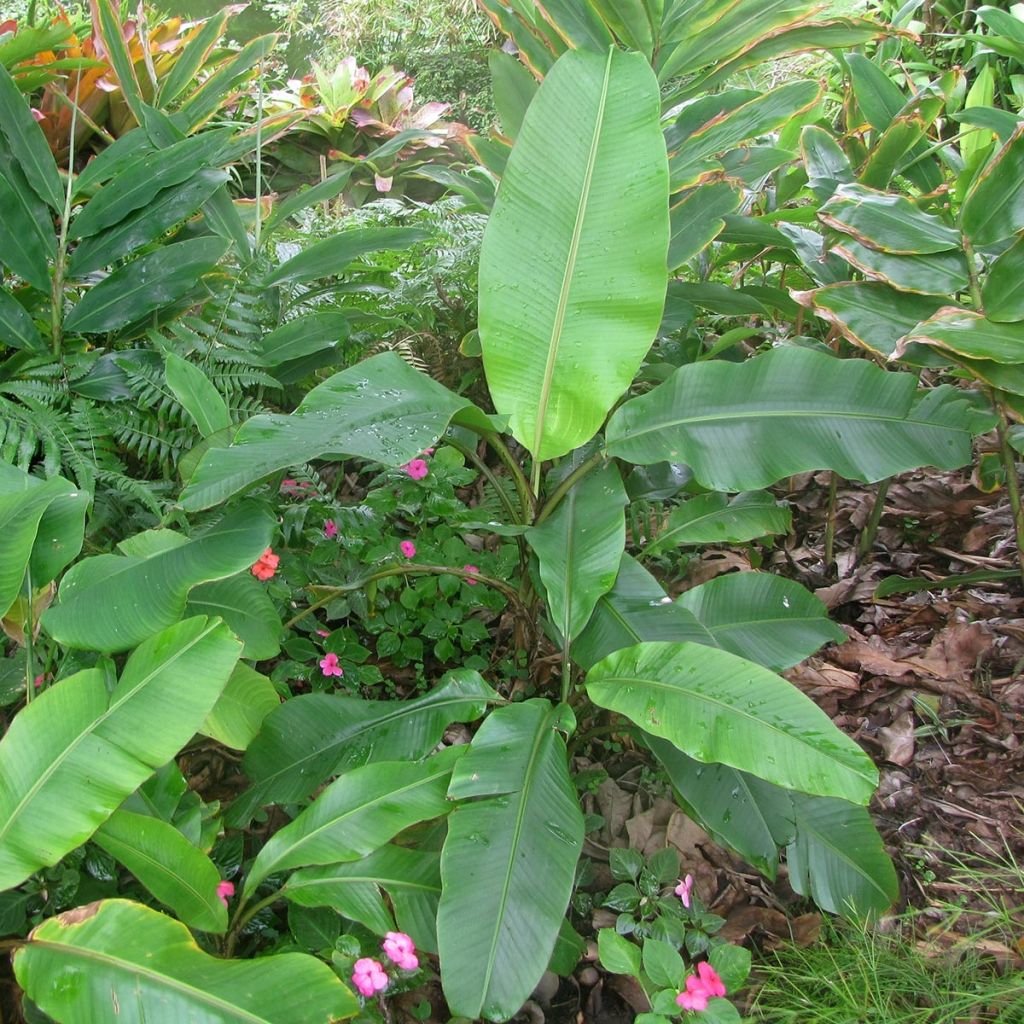 Musa velutina - Banano rosa