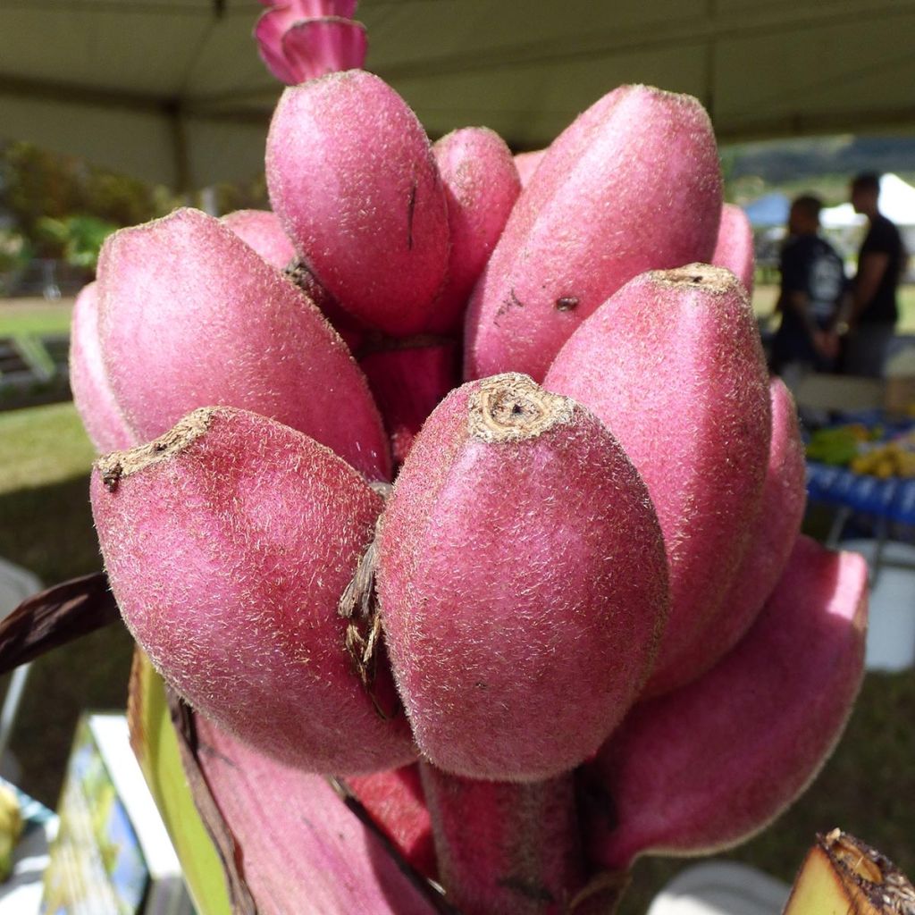 Musa velutina - Banano rosa