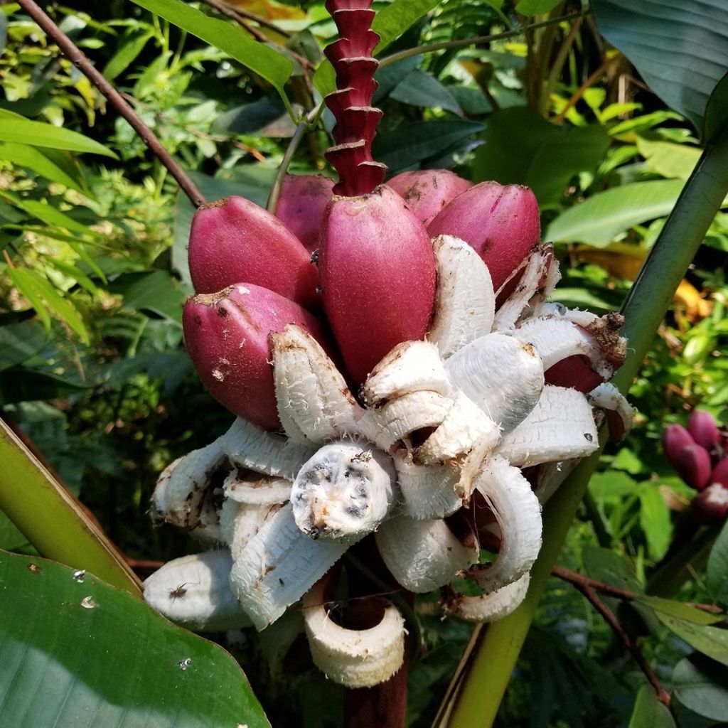 Musa velutina - Banano rosa