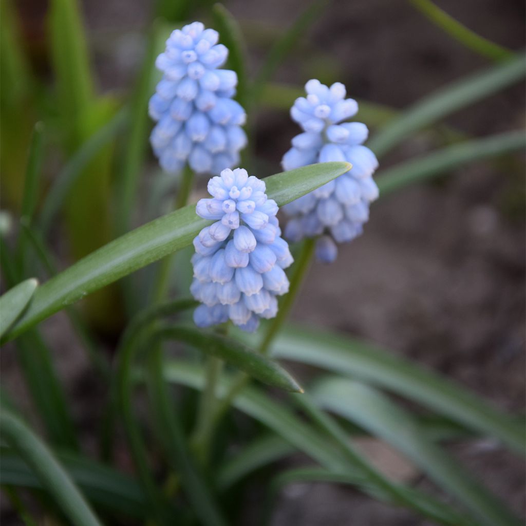 Muscari neglectum Baby's Breath - Muscari ignorato