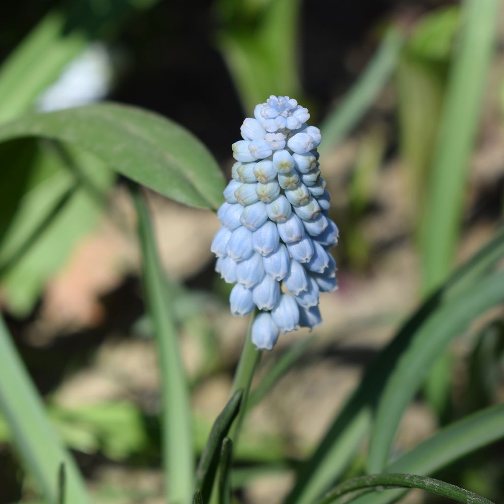 Muscari neglectum Baby's Breath - Muscari ignorato