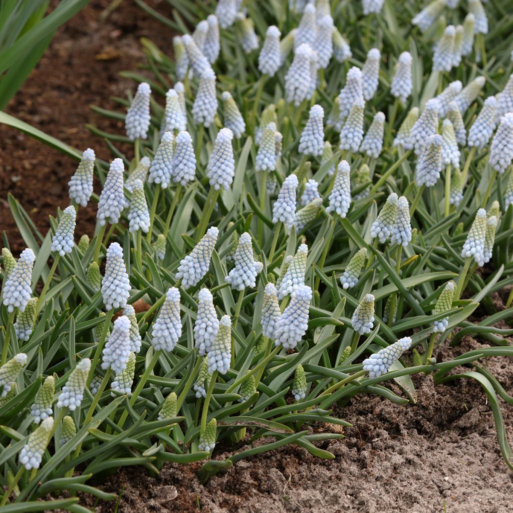 Muscari neglectum Baby's Breath - Muscari ignorato