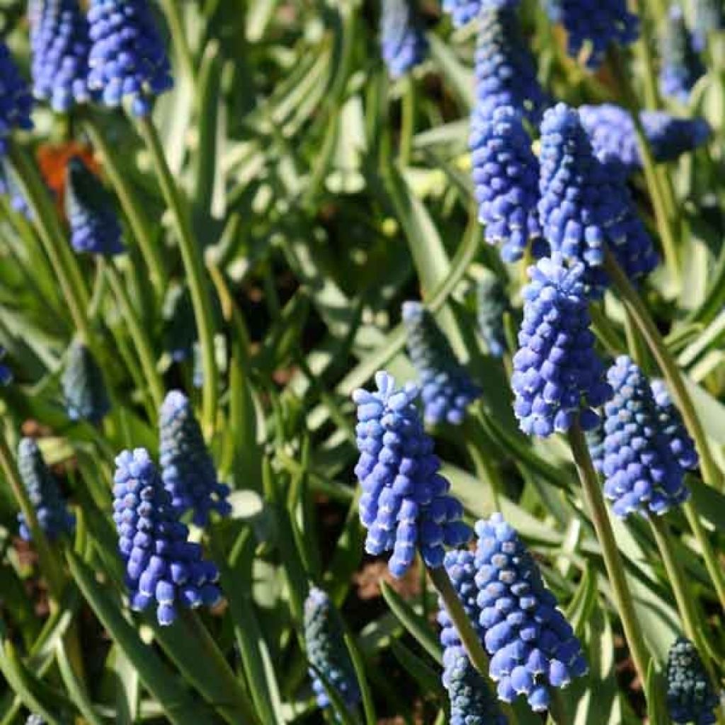 Muscari Aucherii Blue Magic 7+