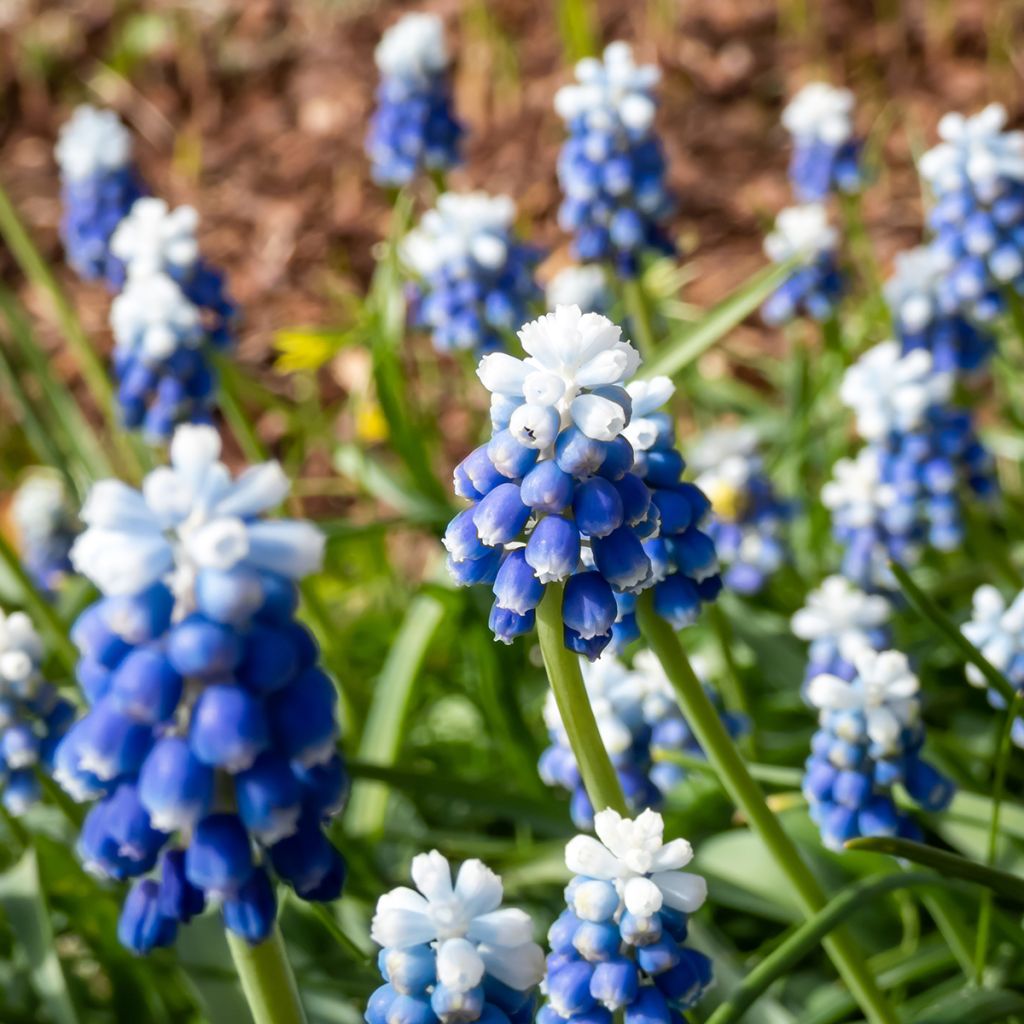 Muscari Mount Hood