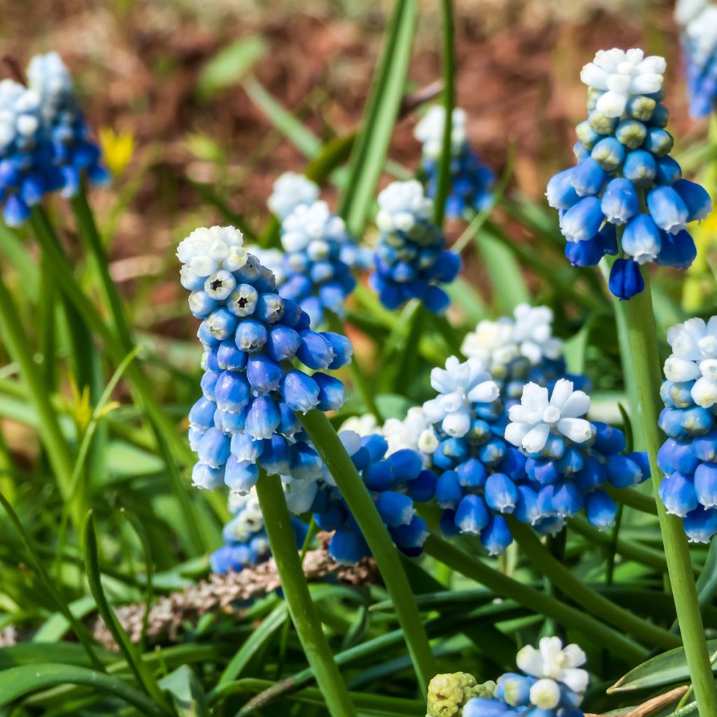 Muscari Mount Hood