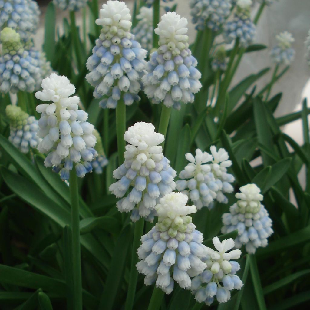 Muscari Mountain Lady 