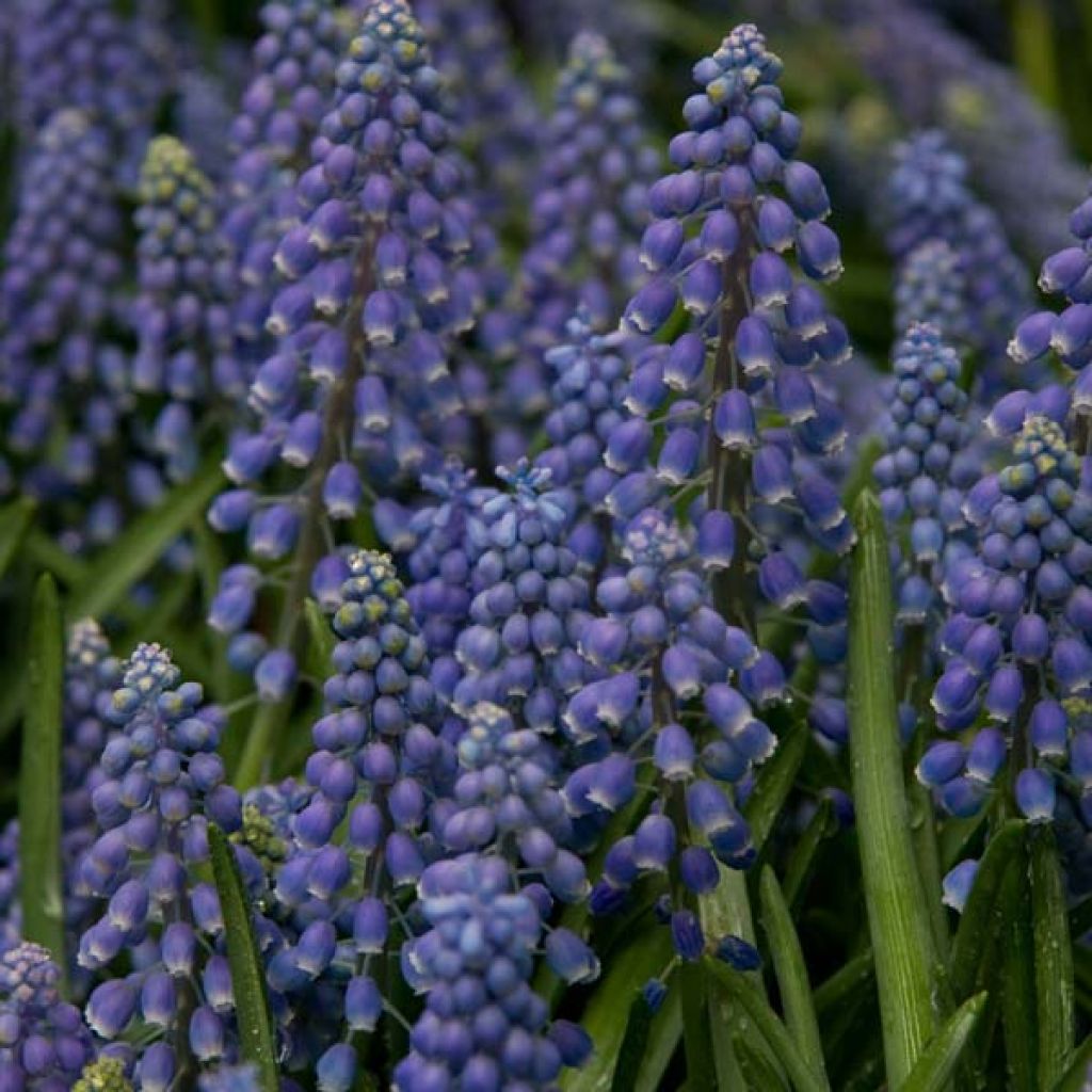 Muscari armeniacum - Muscari dell'Armenia