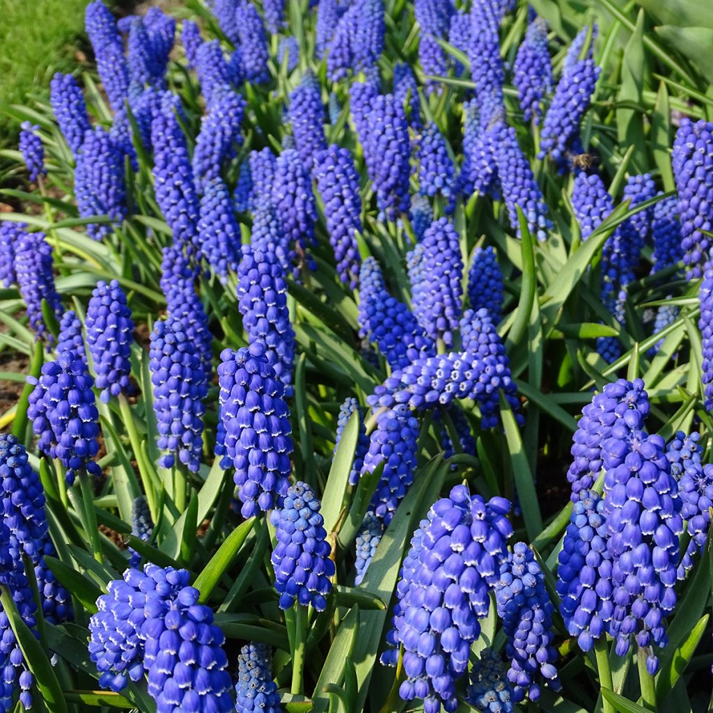 Muscari armeniacum - Muscari dell'Armenia