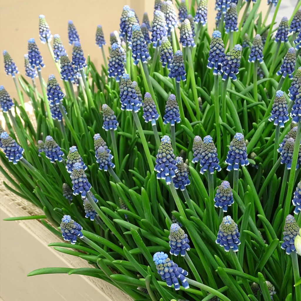 Muscari armeniacum - Muscari dell'Armenia