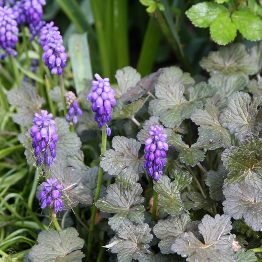 Muscari armeniacum - Muscari dell'Armenia