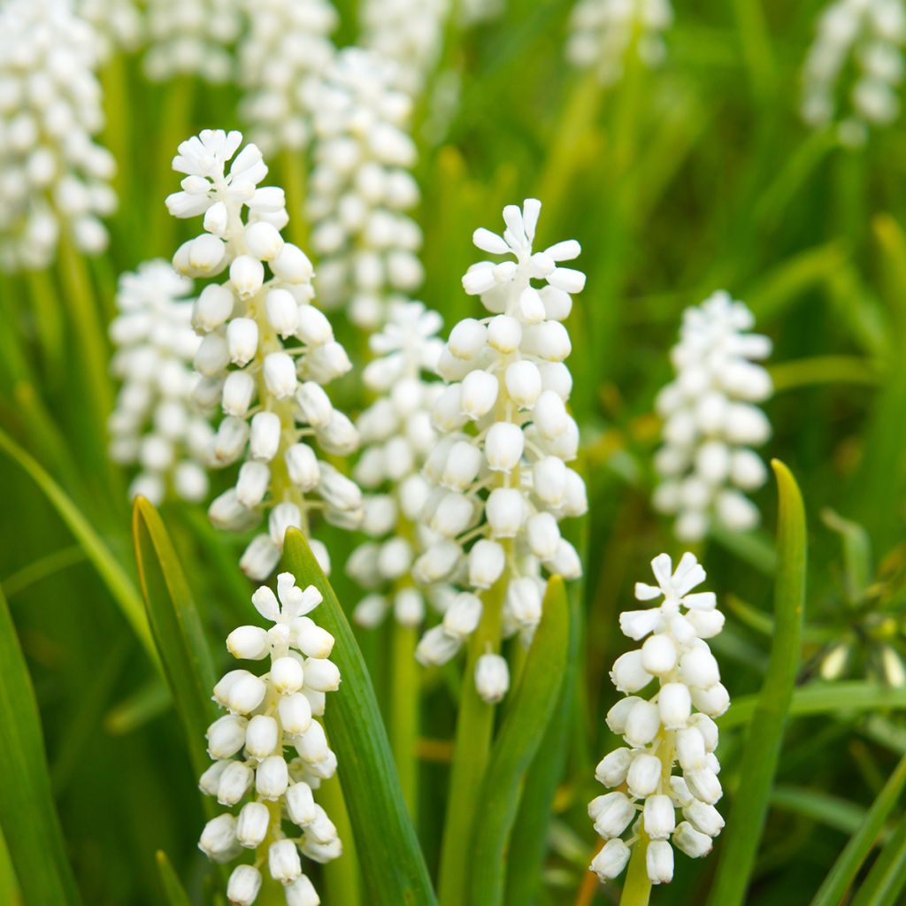 Muscari botryoides Album