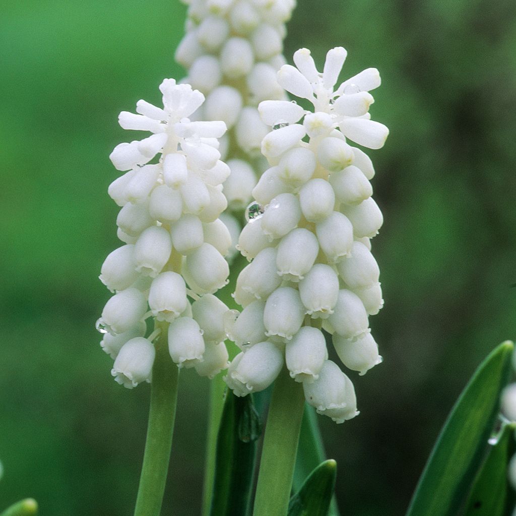 Muscari botryoides Album