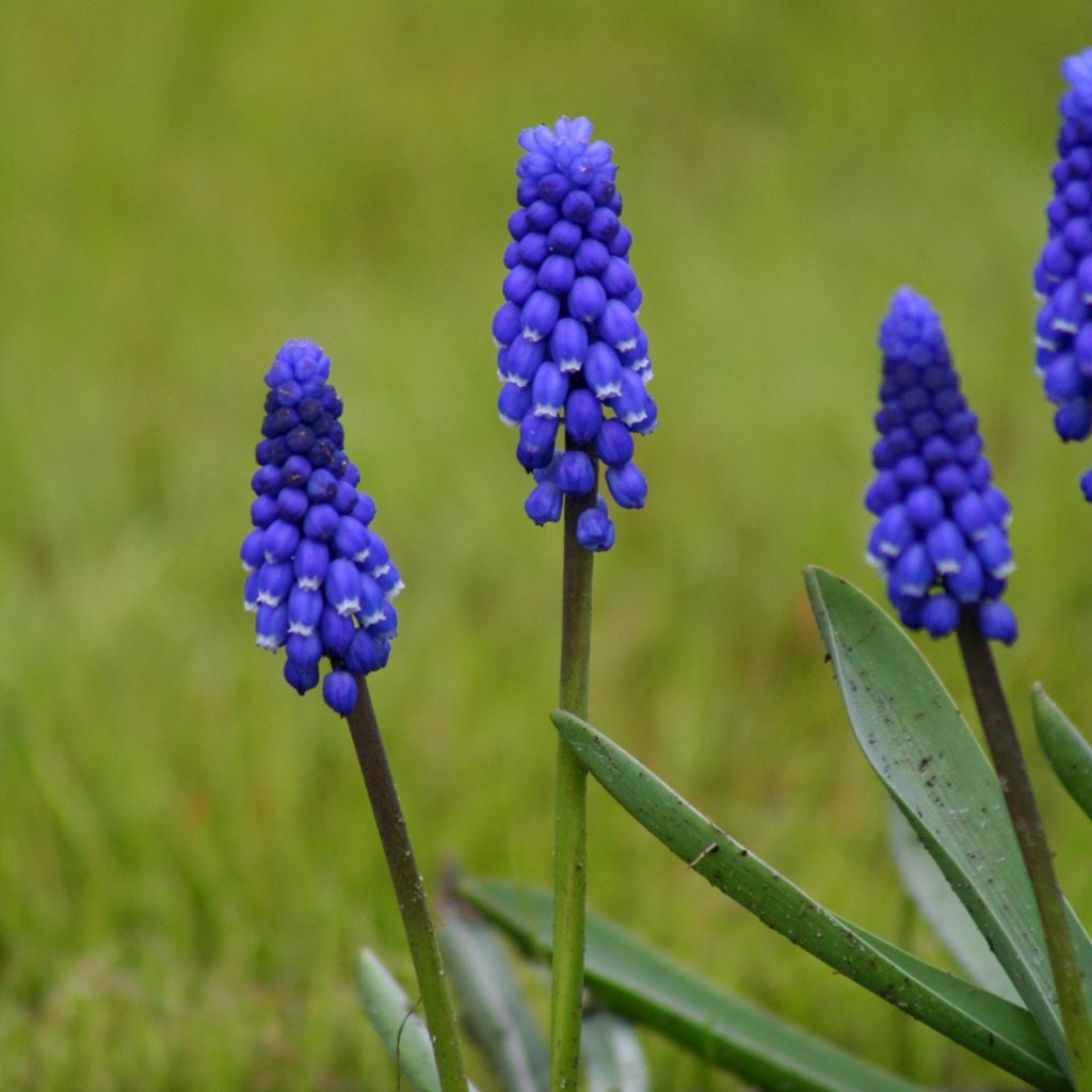 Muscari botryoides Superstar