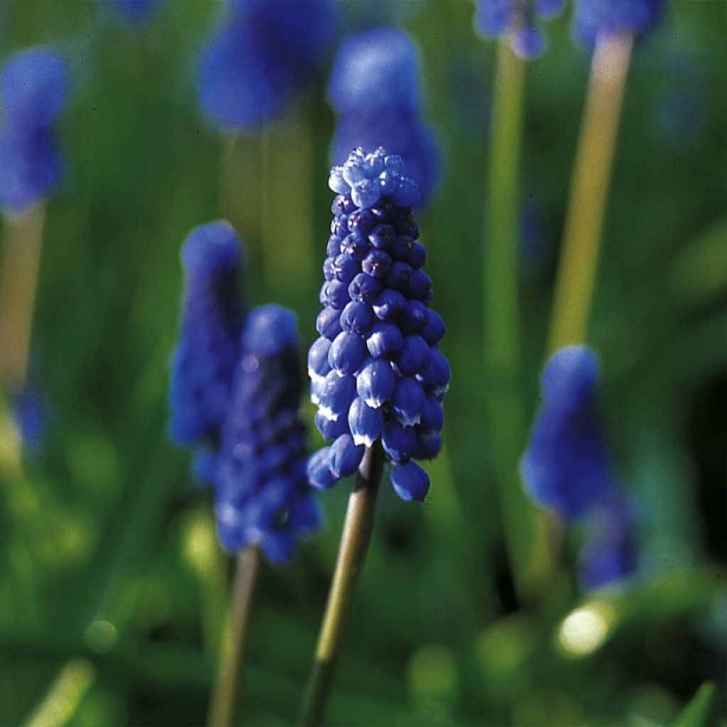 Muscari botryoides Superstar