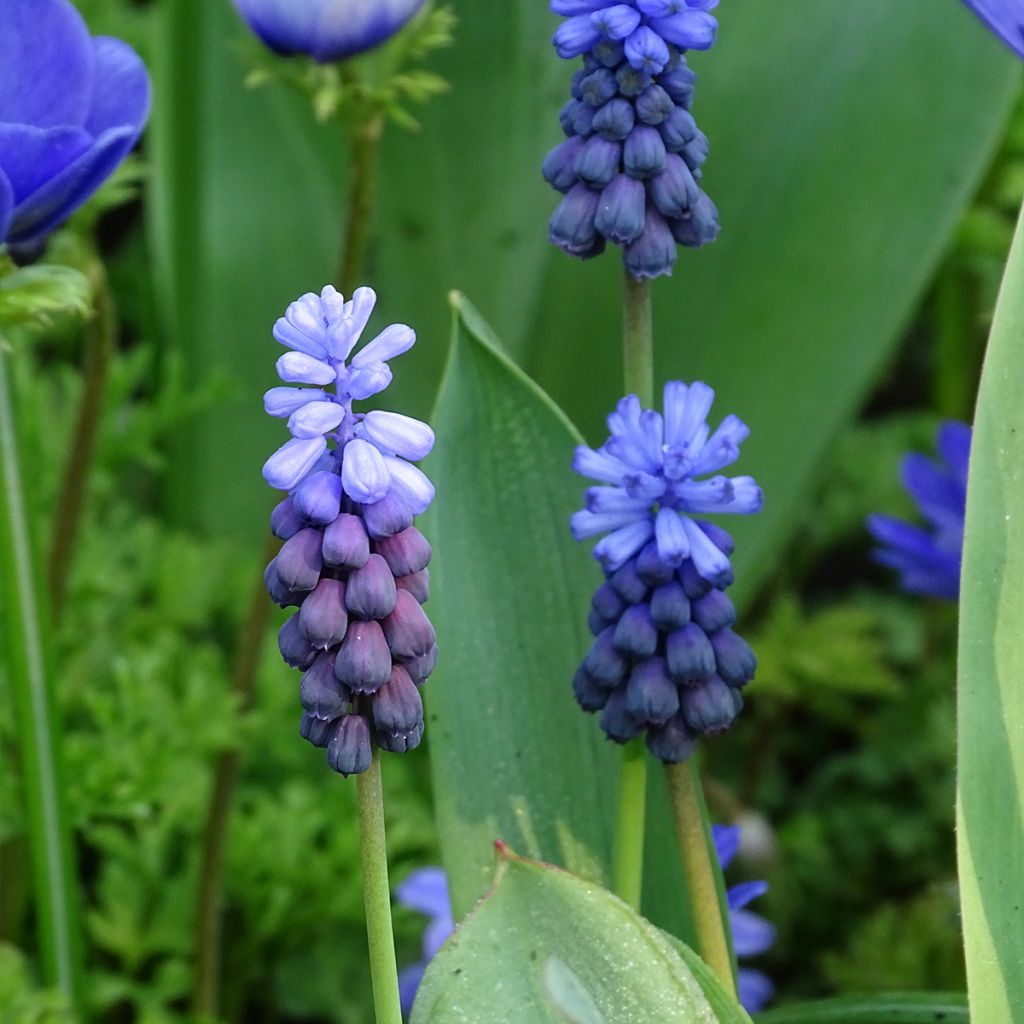 Muscari latifolium