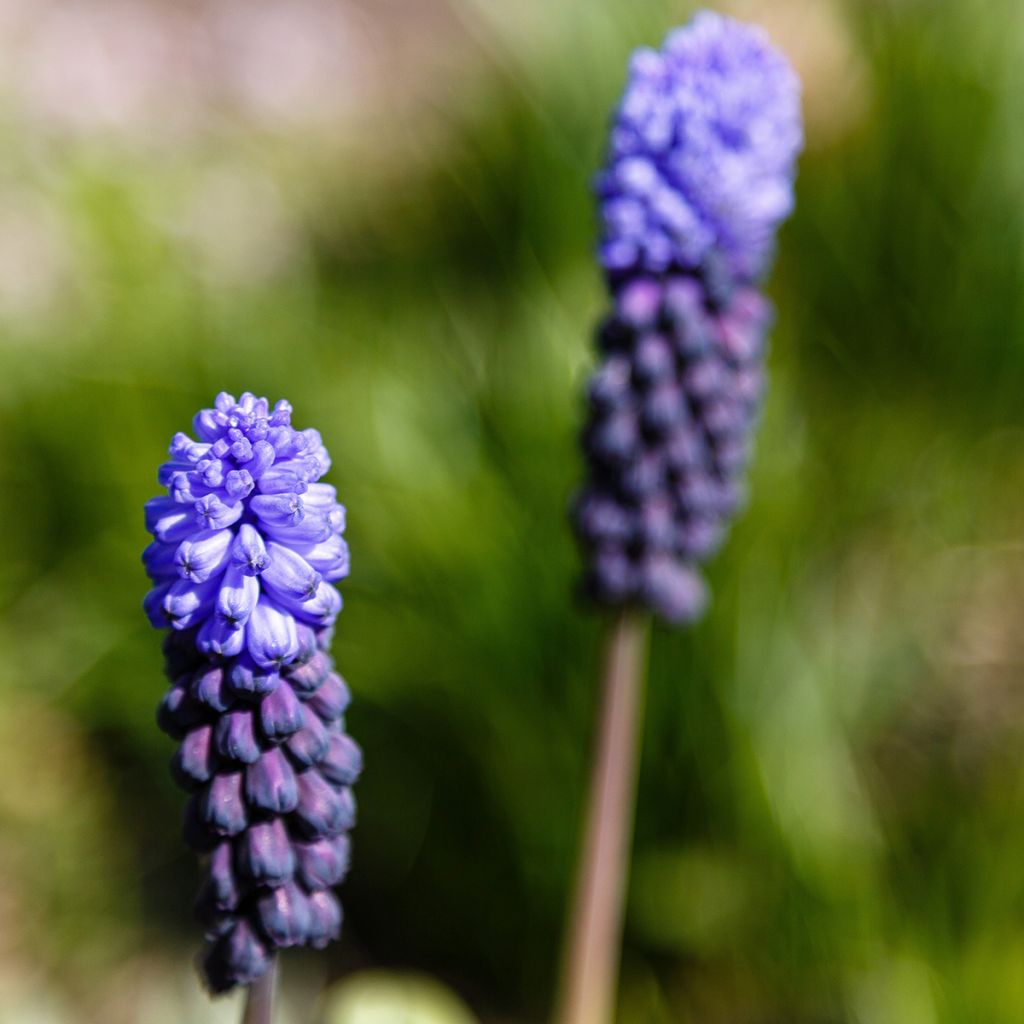 Muscari latifolium