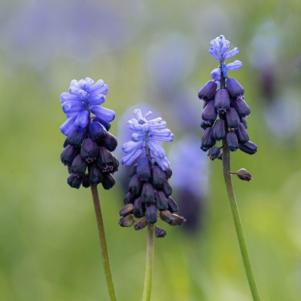 Muscari latifolium