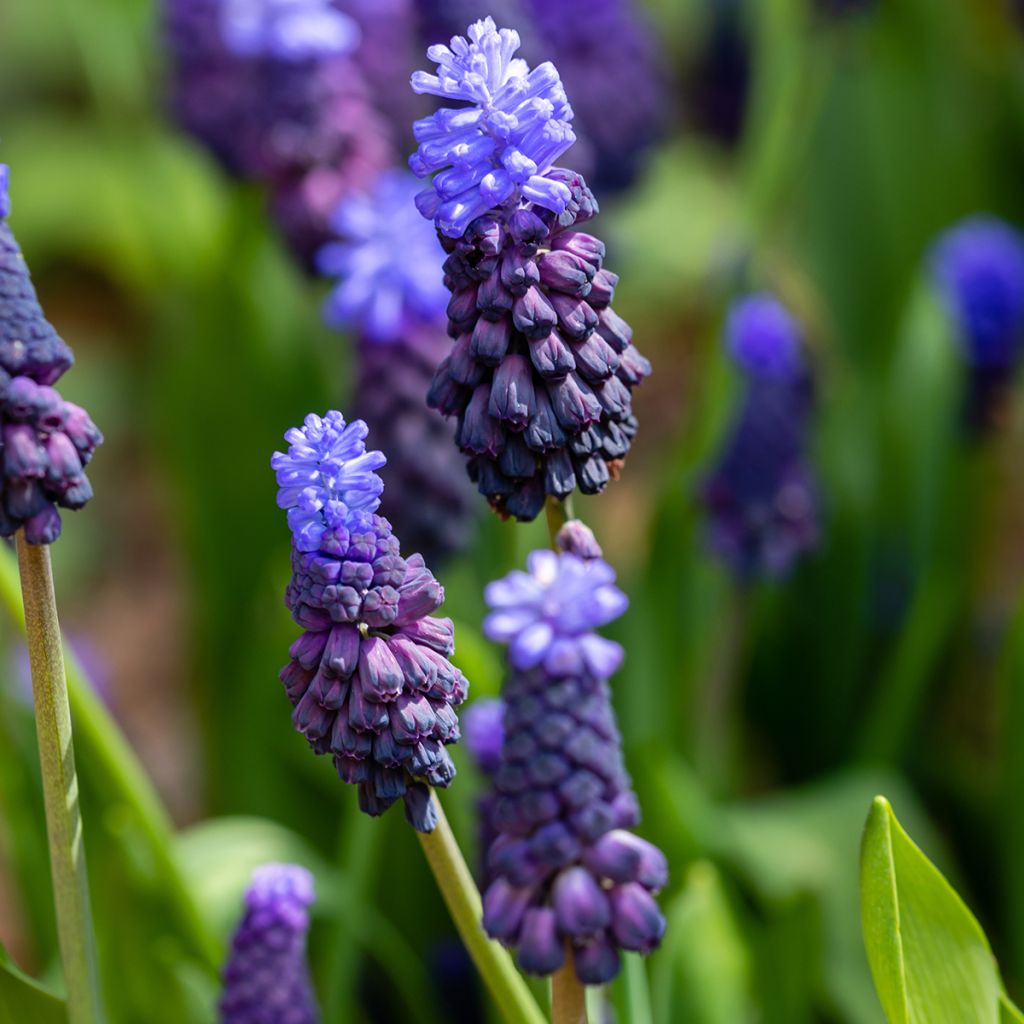 Muscari latifolium