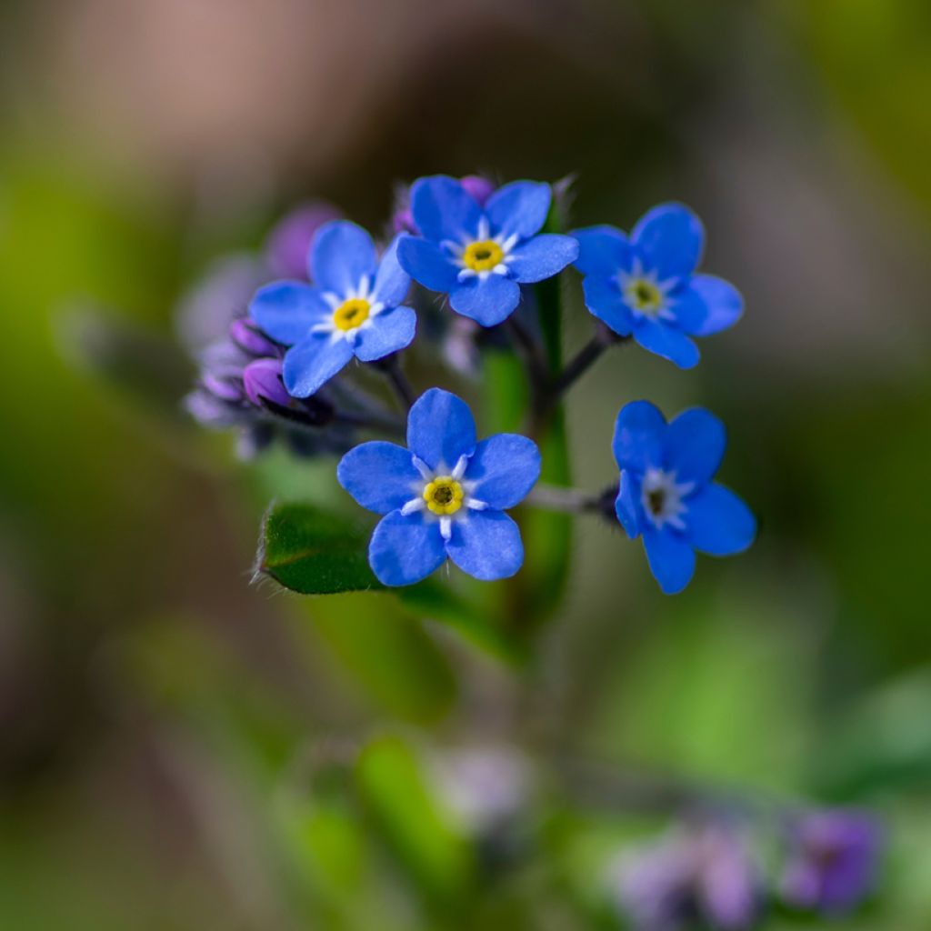 Myosotis sylvatica Blue Sylva