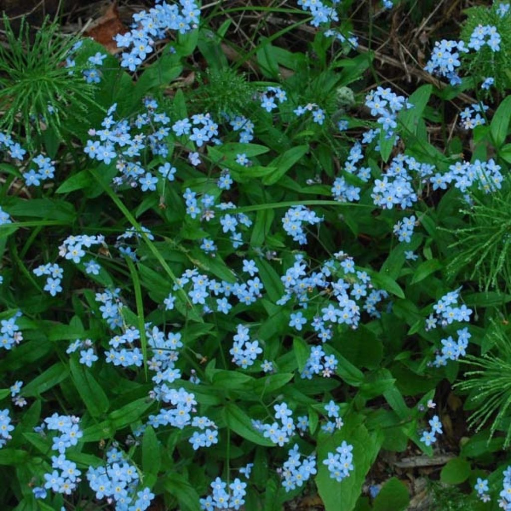 Myosotis sylvatica Blue Sylva