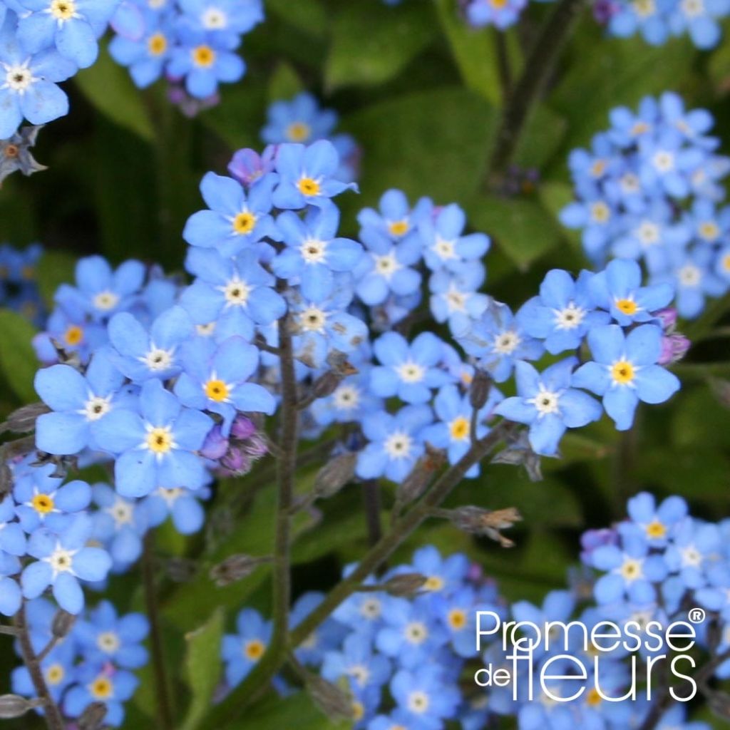 Myosotis sylvatica Savoie Blue Mini-motte