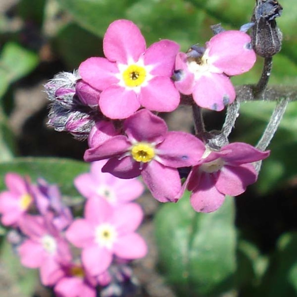 Myosotis sylvatica Rosylva