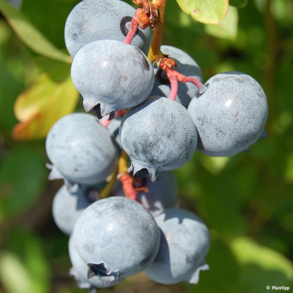 Myrtillier Cabernet Splash