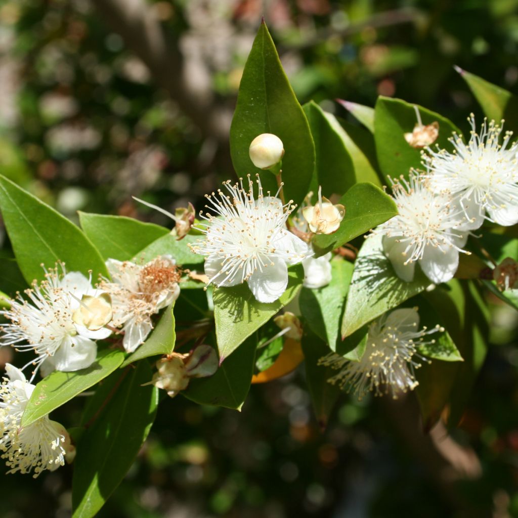 Myrtus communis - Myrte commun