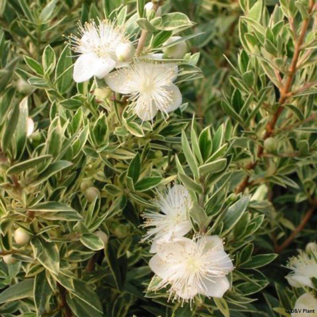 Myrtus communis Variegata - Mirto