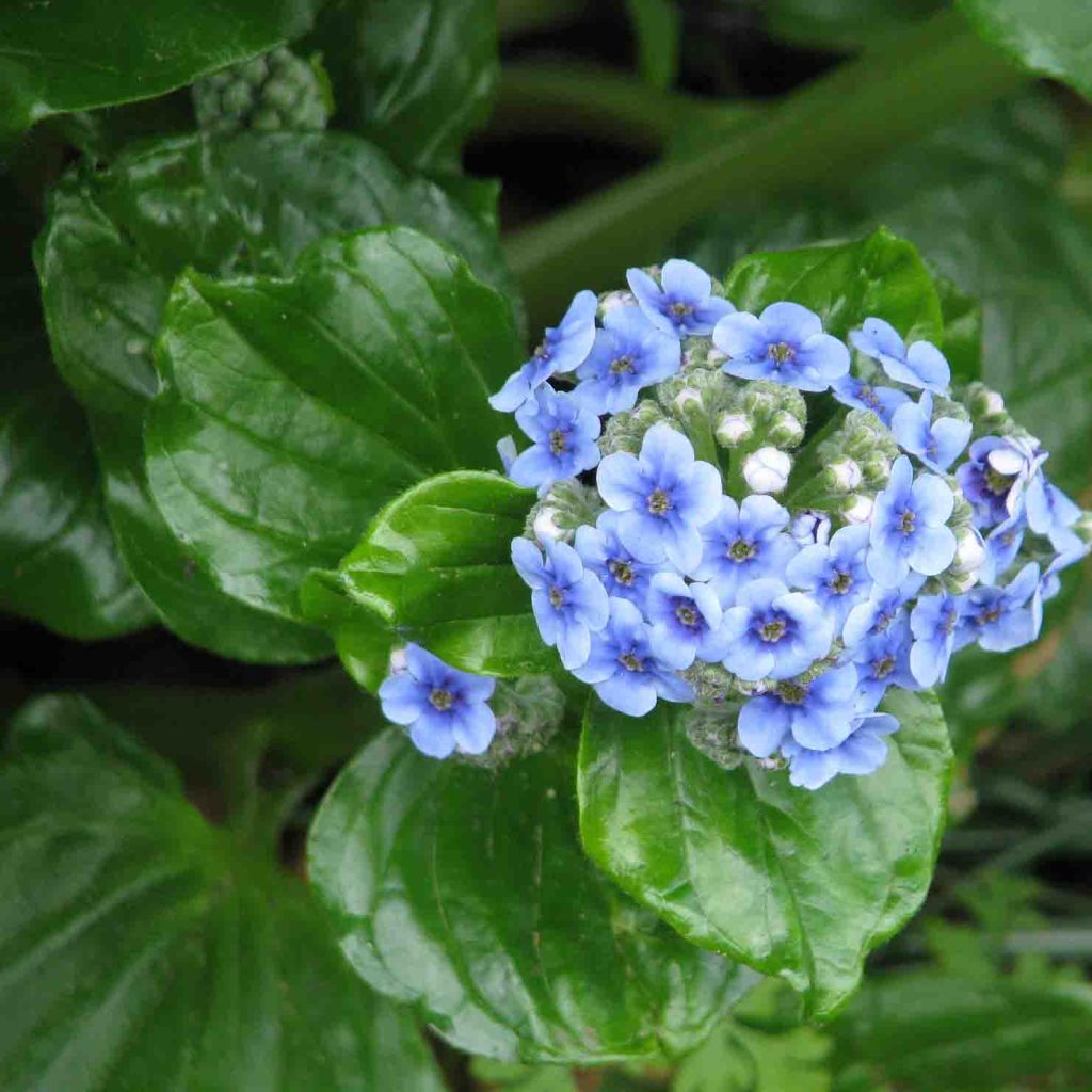 Myosotidium hortensia