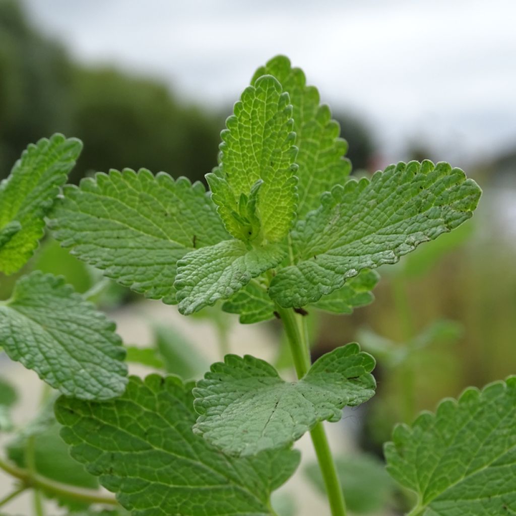 Nepeta grandiflora Zinser's Giant - Herbe à chats géante